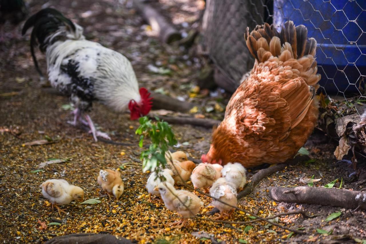 Minimbah Farm Cottages-Family Farmstay- Choose From 2 & 3 Bedroom Cottages And 6 Bedroom House Kangaroo Valley Eksteriør billede